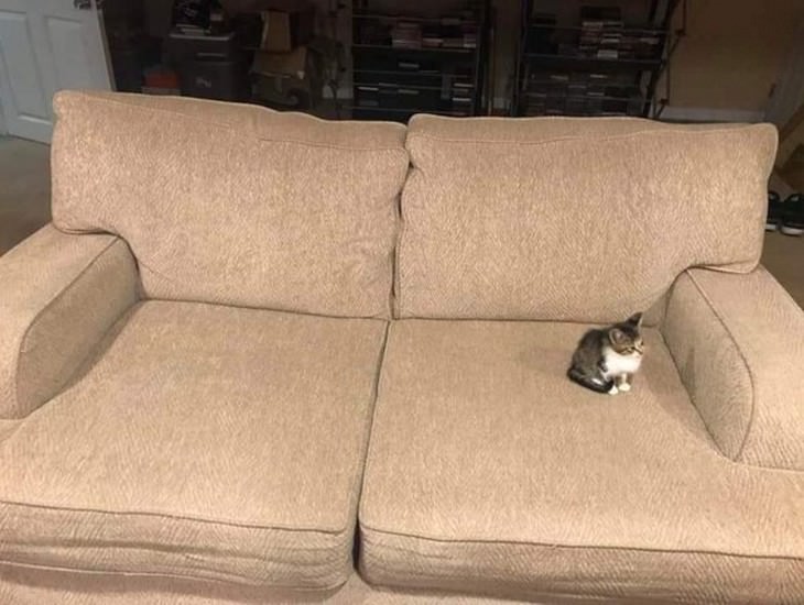 The Tiniest and Sweetest Cats In Existence sofa