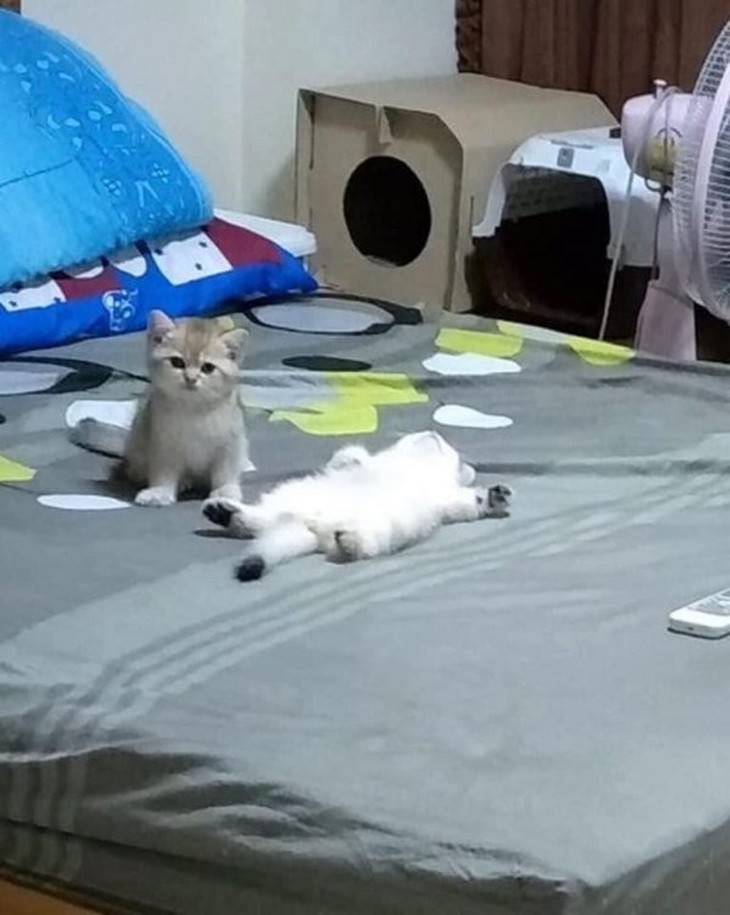The Tiniest and Sweetest Cats In Existence bed