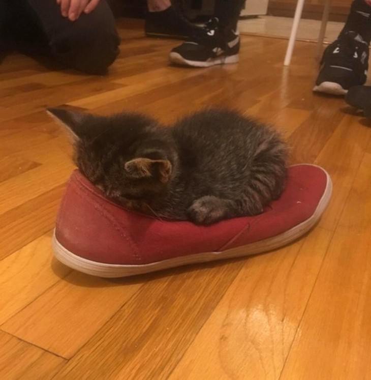 The Tiniest and Sweetest Cats In Existence shoe