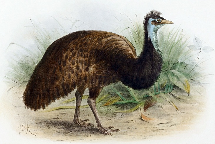 Extinct Birds, Kangaroo Island Emu