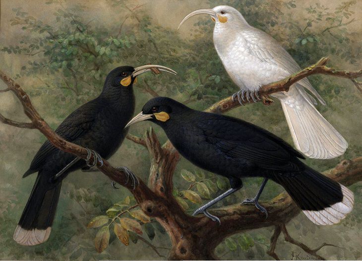 Extinct Birds, Huia