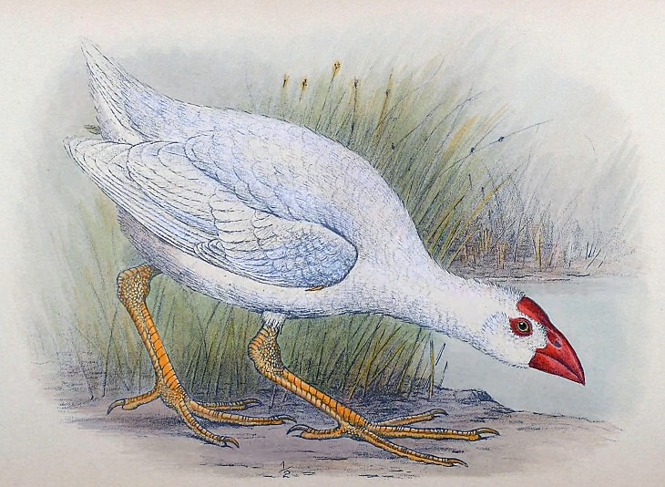 Extinct Birds, White Gallinule
