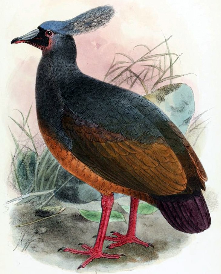 Extinct Birds, Choiseul Crested Pigeon