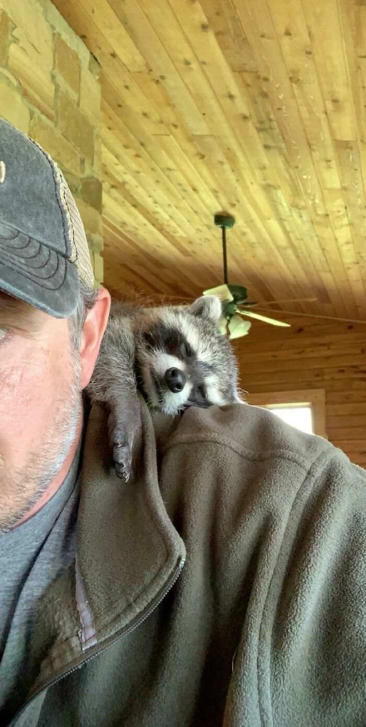 Pets sitting on the owners' shoulders, raccoon