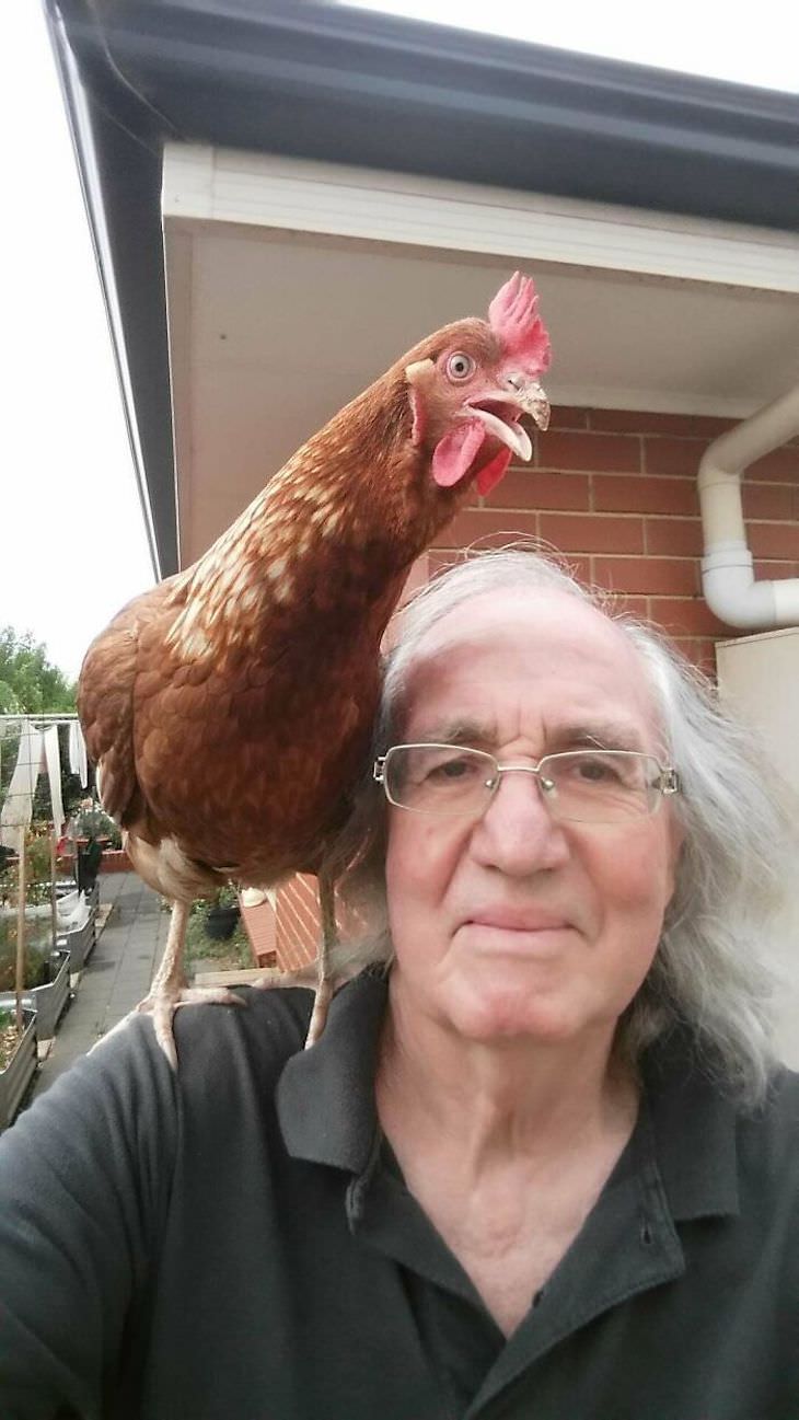 Pets sitting on the owners' shoulders, chicken