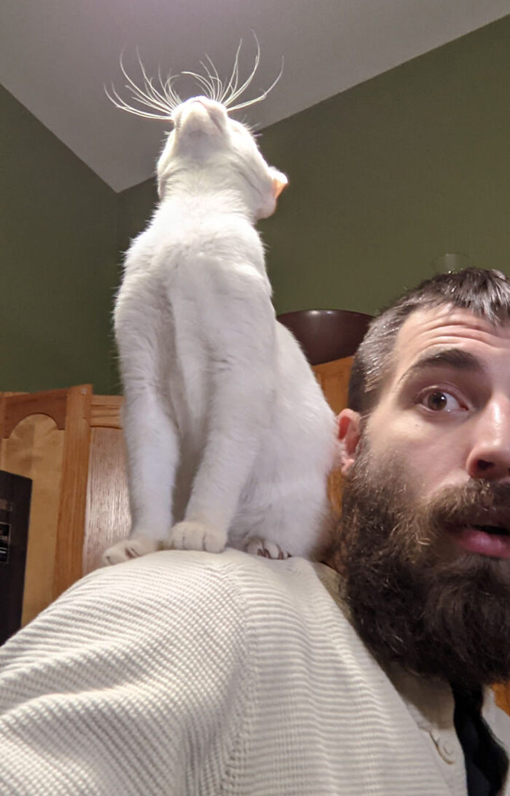 Pets sitting on the owners' shoulders, cat