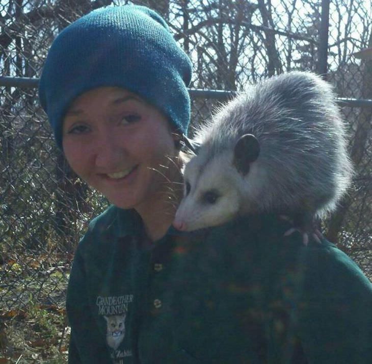 Pets sitting on the owners' shoulders, opposum