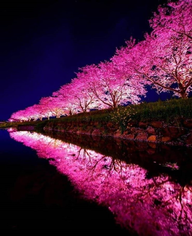 Pretty Landscapes cherry blossom
