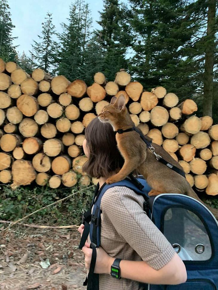 Pets sitting on the owners' shoulders, cat