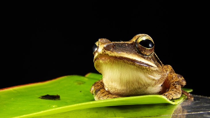 funny facts Wood frog