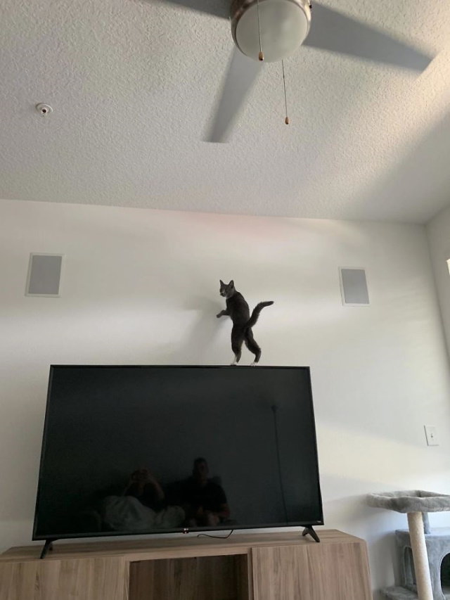Odd Cats cat running on a TV set