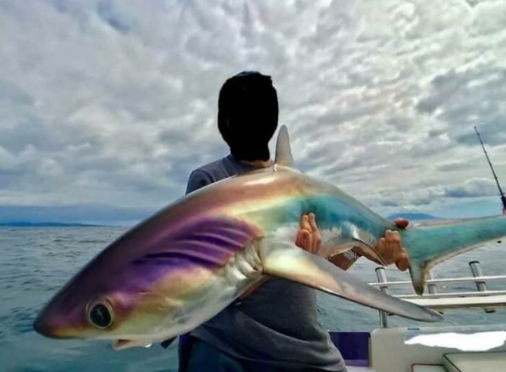 Striking Uniquely Colored Animals iridescent thresher shark