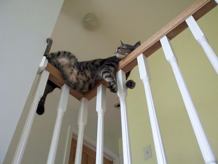 Odd Cats sleep stairs