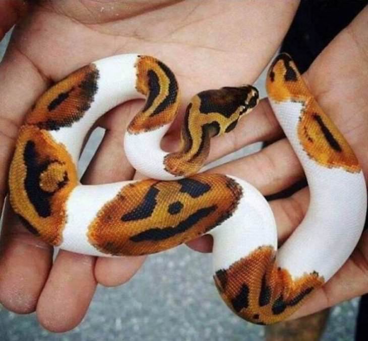 Striking Uniquely Colored Animals pumpkin snake