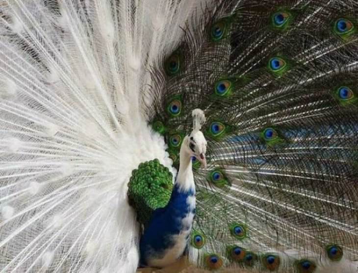 Striking Uniquely Colored Animals, half albino peacock