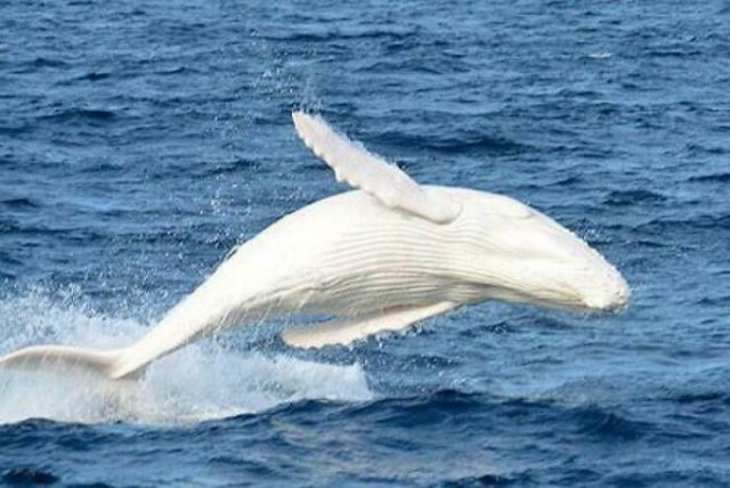 Striking Uniquely Colored Animals albino humpback whale
