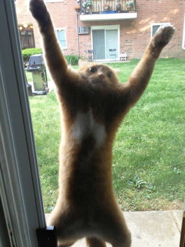 Odd Cats cat on a window