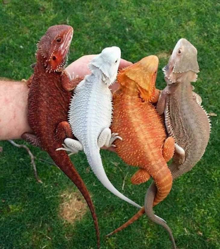 Striking Uniquely Colored Animals bearded dragons