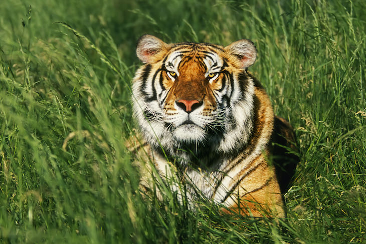 Creepy Historical Facts bengal tiger