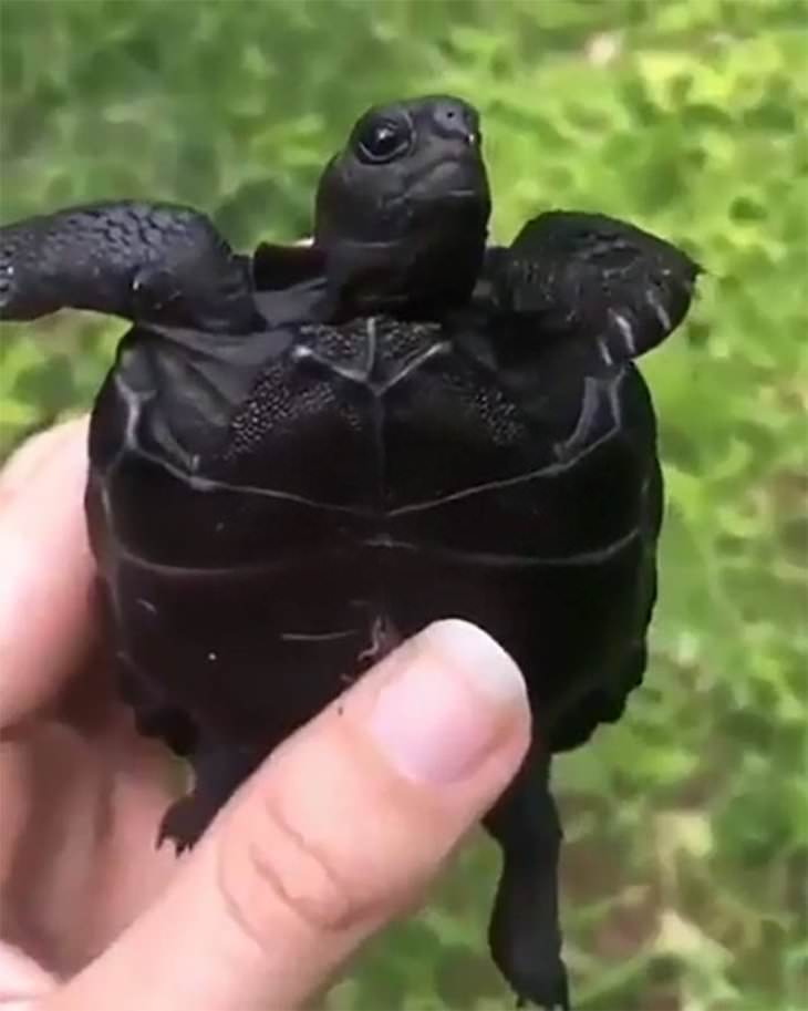 Striking Uniquely Colored Animals, black turtle