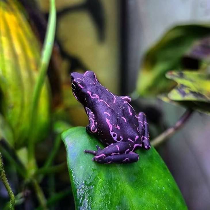 Striking Uniquely Colored Animals purple toad