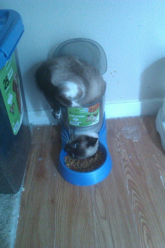 Odd Cats greedy cat