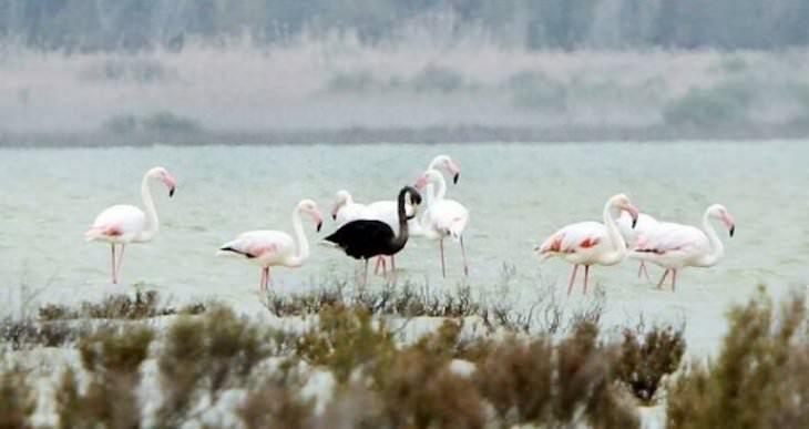 Striking Uniquely Colored Animals black flamingo