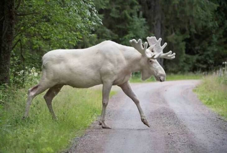 Striking Uniquely Colored Animals, white moose