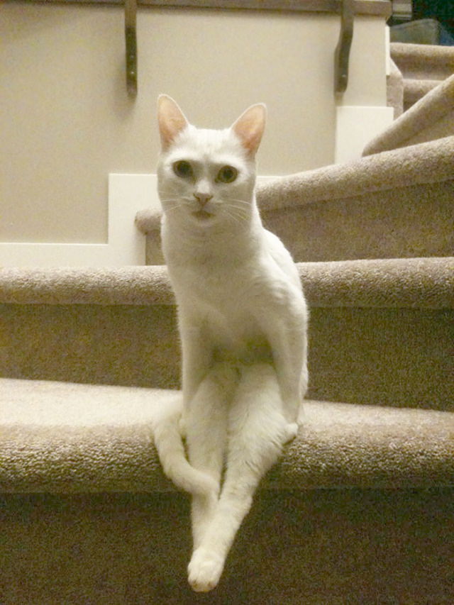 Odd Cats https cat sitting on some stairs