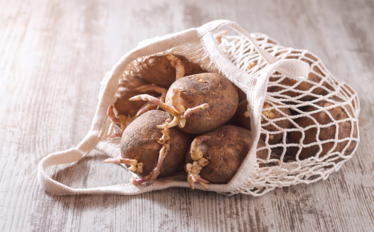 Sprouted Potatoes in a bag