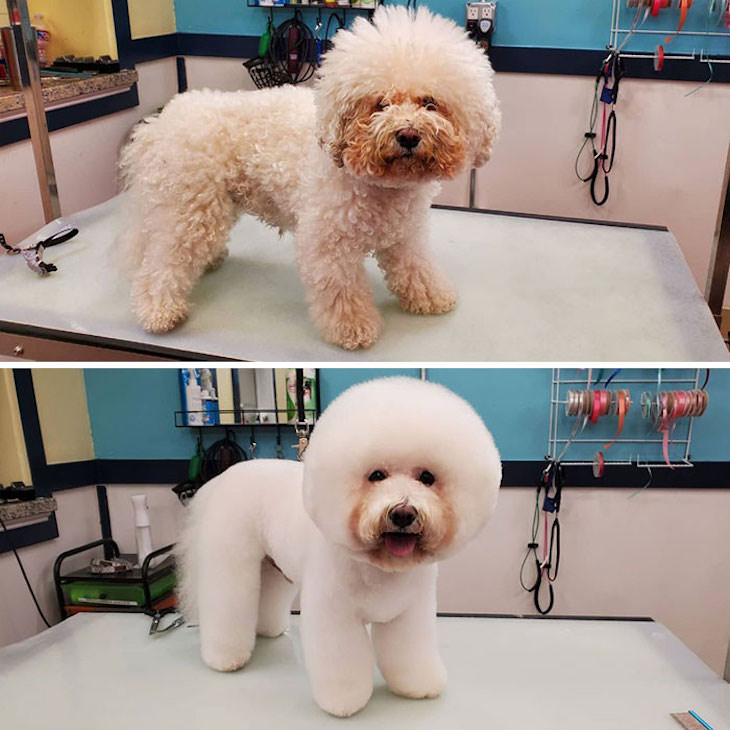 Hilarious Before and After Dog Grooming Makeovers, Too fluffy for words