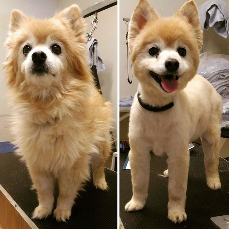 Hilarious Before and After Dog Grooming Makeovers, Cheech is 15 years old, but with this new haircut she looks like a puppy!