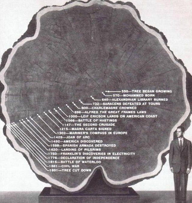 Cross Sections 'Mark Twain Tree' sequoia