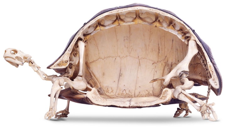Cross Sections tortoise skeleton