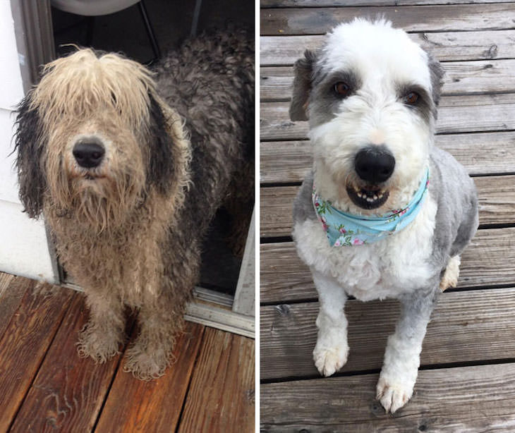 Hilarious Before and After Dog Grooming Makeovers, This is Courage. Yes, it is him on both photos. 