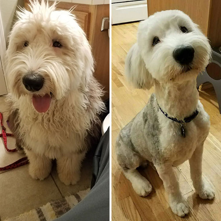 Hilarious Before and After Dog Grooming Makeovers, Old English Sheepdog (Bobtail) shed his puppy coat at the groomers