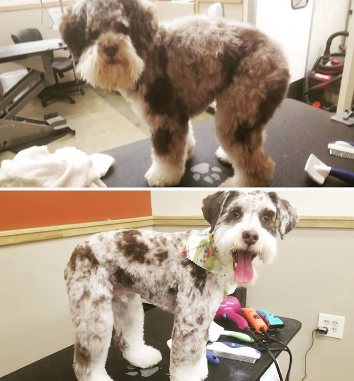 Hilarious Before and After Dog Grooming Makeovers, shaggy