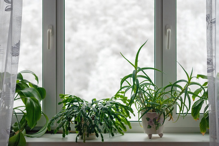 Indoor Plants During the Winter, over-fertilize