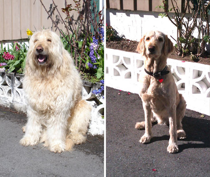 Hilarious Before and After Dog Grooming Makeovers, Now that is a real transformation!