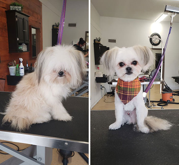 Hilarious Before and After Dog Grooming Makeovers, Behold, he has eyes