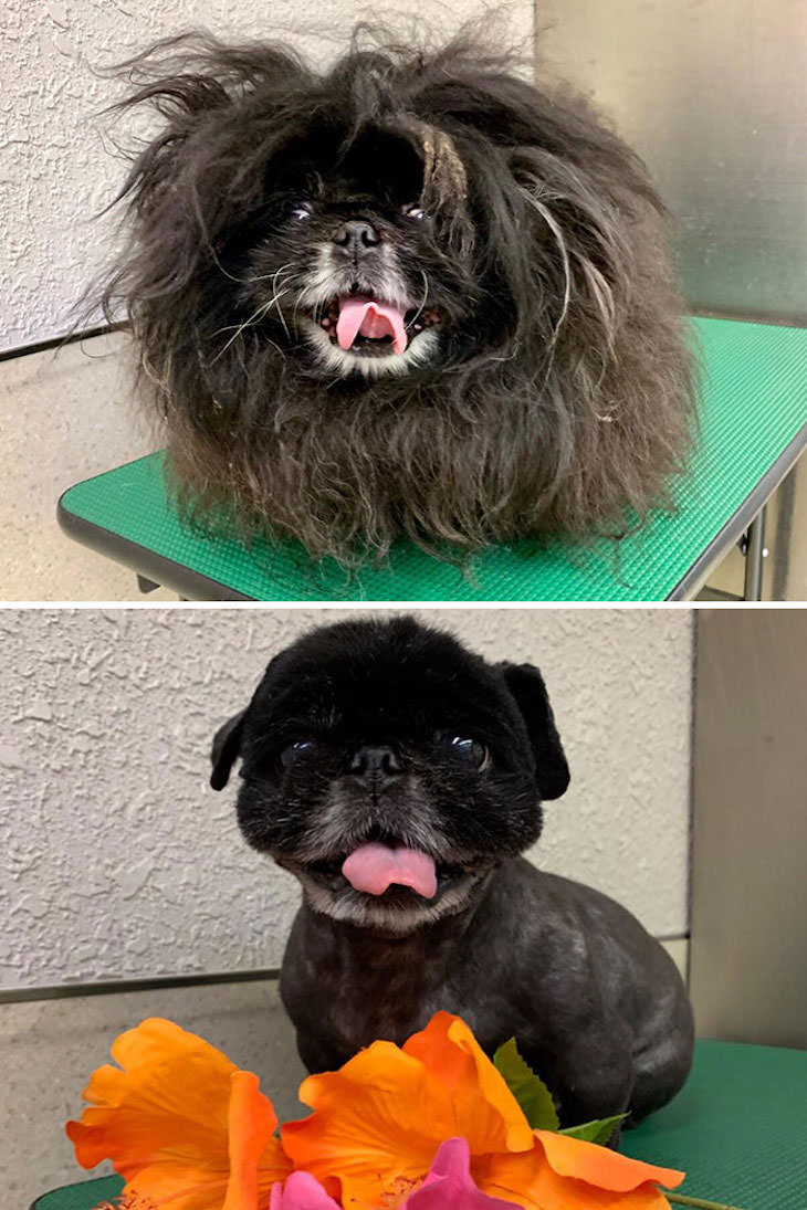 Hilarious Before and After Dog Grooming Makeovers, smile