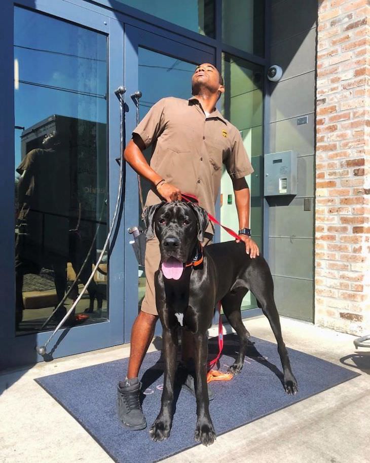 UPS Driver Documents Every Cute Pet He Meets big dog