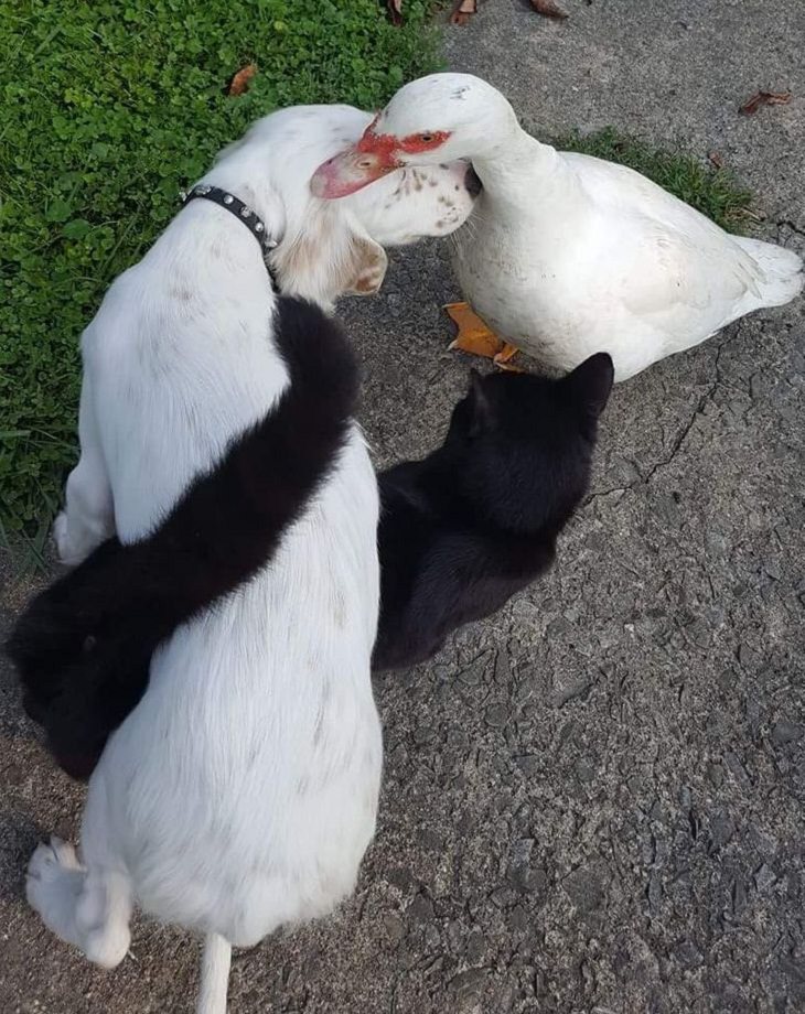 Animals Show Kindness, Dog, barn cat, and duck