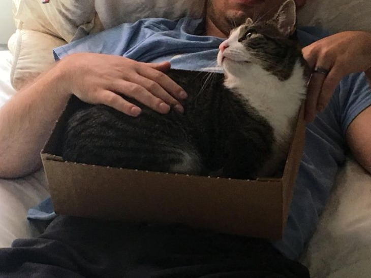  Family Humor cat in a box