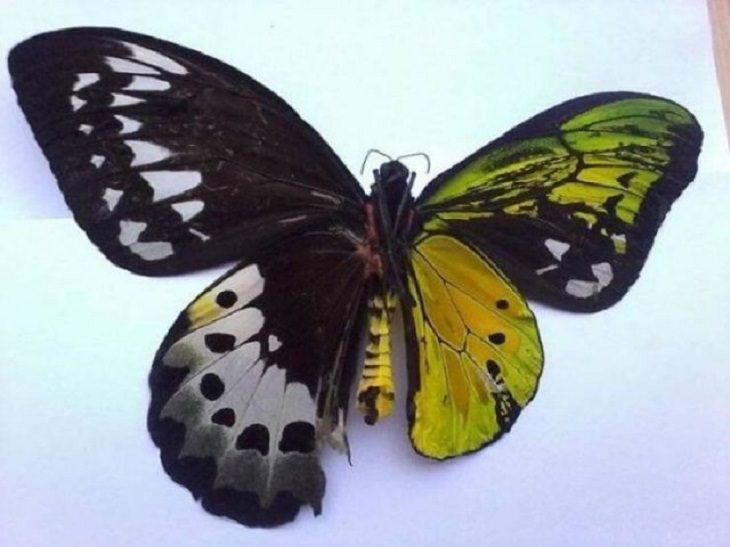Nature is Amazing, a dual-gender butterfly 