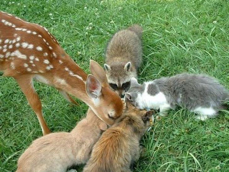 Animals Show Kindness, Little creatures