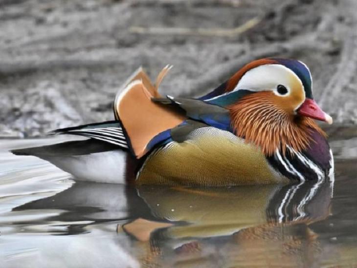 Nature is Amazing, Mandarin duck