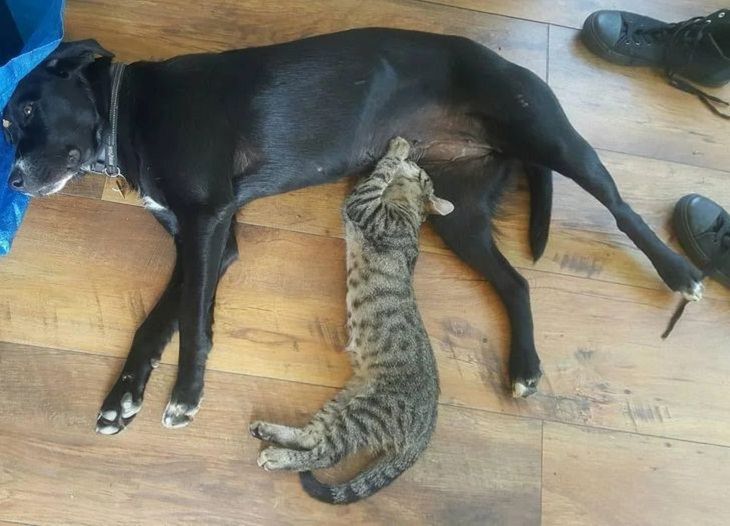 Animals Show Kindness, cat and dog