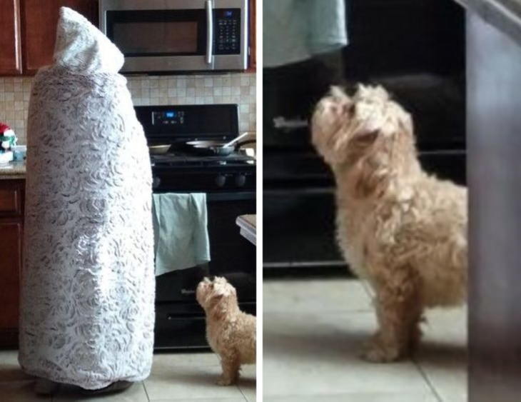  Family Humor dog staring at figure in a hooded blanket