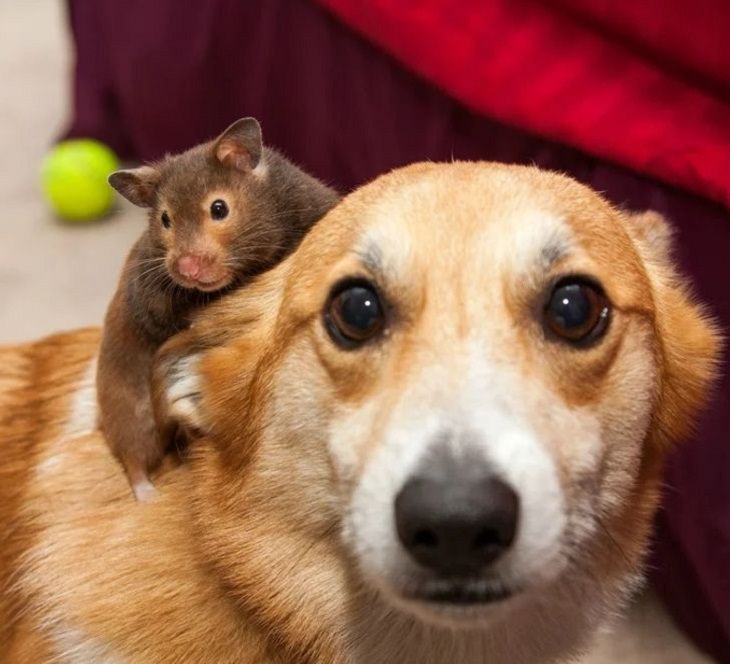 Animals Show Kindness, dog and hamster